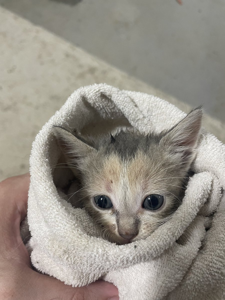 Tough times.  Many evacuated cities, many abandoned animals.  Just yesterday we received 7 little lives.  
Harder and harder to supply them with everything they need every day

Team - we need your help!  

Support, share, spread the word.  We cannot do this without you.  Bills