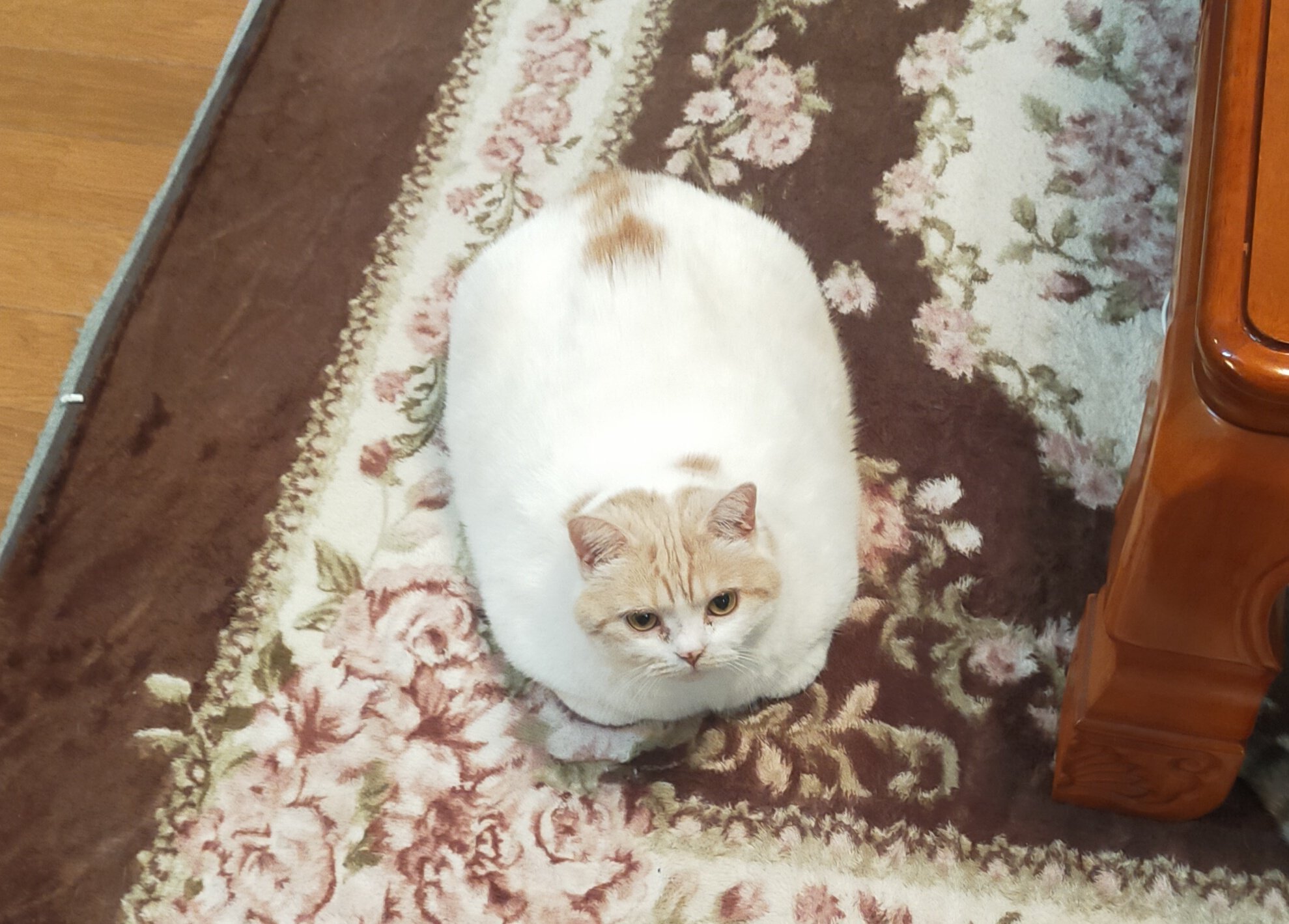 まさまさ(猫) on X: 