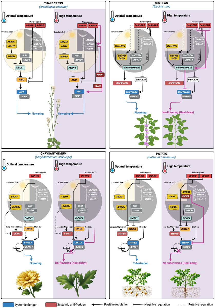 Abiotic stress in plants (Green Survivors) (@abioticstress) on Twitter photo Review by Roeder et al. <a href="/Cornell/">Cornell University</a> <a href="/R_Sasidharan/">Rashmi Sasidharan</a> <a href="/UU_Plants/">UU_Plants</a> <a href="/UUBeta/">Faculty of Science, Utrecht University</a> <a href="/LeibnizIPK/">Leibniz IPK</a> <a href="/INRAE_Intl/">INRAE_International</a> <a href="/cragenomica/">CRAG</a> <a href="/CNRS/">CNRS 🌍</a> <a href="/ThePlantCell/">The Plant Cell</a> <a href="/ASPB/">ASPB</a>
#Translational insights into #abiotic interactions: From #Arabidopsis to #crop plants
academic.oup.com/plcell/article…
<a href="/sci_plant/">Plant Science</a> <a href="/ISPLORE/">International Society for Plant Low O2 Research</a> <a href="/ThePlantLab/">🌱Pierdomenico Perata</a> Review by Roeder et al. <a href="/Cornell/">Cornell University</a> <a href="/R_Sasidharan/">Rashmi Sasidharan</a> <a href="/UU_Plants/">UU_Plants</a> <a href="/UUBeta/">Faculty of Science, Utrecht University</a> <a href="/LeibnizIPK/">Leibniz IPK</a> <a href="/INRAE_Intl/">INRAE_International</a> <a href="/cragenomica/">CRAG</a> <a href="/CNRS/">CNRS 🌍</a> <a href="/ThePlantCell/">The Plant Cell</a> <a href="/ASPB/">ASPB</a>
#Translational insights into #abiotic interactions: From #Arabidopsis to #crop plants
academic.oup.com/plcell/article…
<a href="/sci_plant/">Plant Science</a> <a href="/ISPLORE/">International Society for Plant Low O2 Research</a> <a href="/ThePlantLab/">🌱Pierdomenico Perata</a>