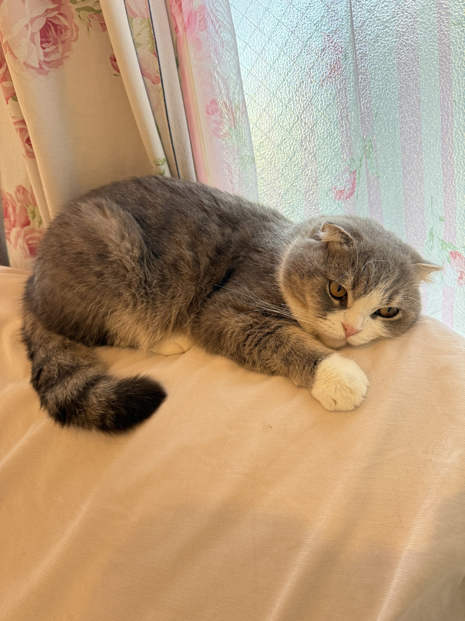 猫カフェ 猫ちゃんといっしょ on X: 