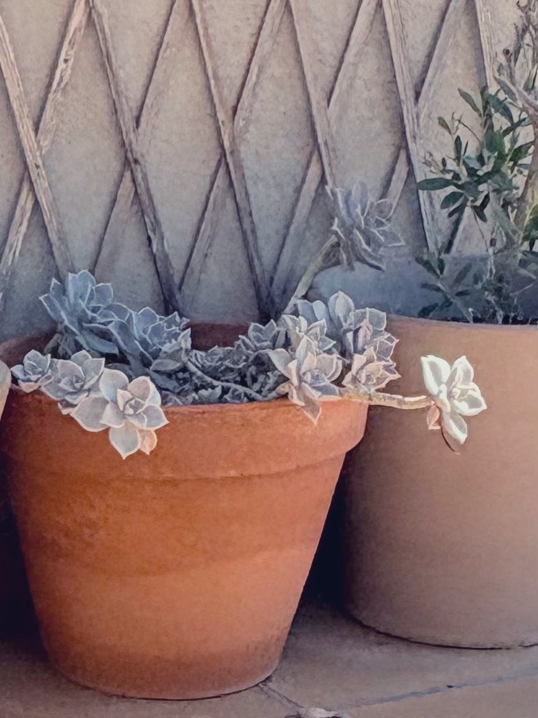 #BonDia #Lleida terrats de secà…🟫