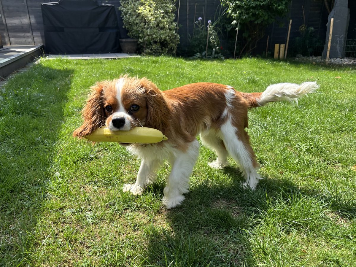 It’s shopping delivery day today so that means one thing. Banana!!!!🍌