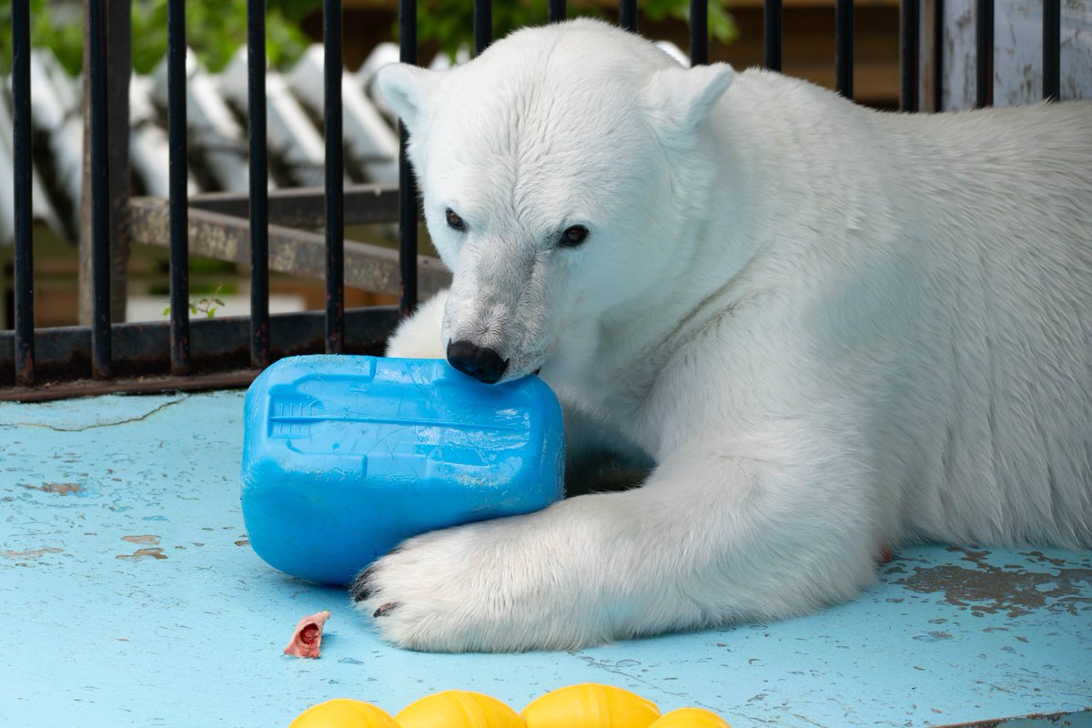 MarinersxIchiro's tweet photo. 2025.6.14
#アイラ #おびひろ動物園 #ホッキョクグマ https://t.co/du6wPILZdm