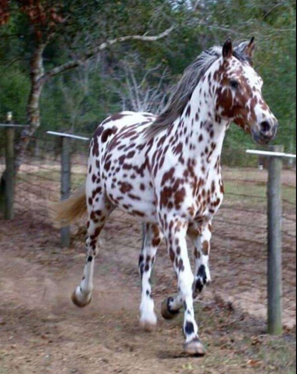 maya334586's tweet photo. @AMAZlNGNATURE Appaloosa horse is absolutely beautiful😍 https://t.co/PB2l1m65nf