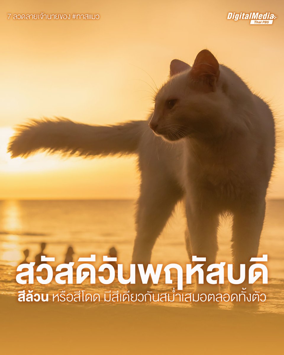 ThaiPBS's tweet photo. #สวัสดีวันพฤหัสบดี 🧡 #สวัสดียามเช้า
🐈 7 ลวดลายเจ้านายของ #ทาสแมว | #สีล้วน หรือสีโดด มีสีเดียวกันสม่ำเสมอตลอดทั้งตัว
.
📍 ทักทายได้ทุกที่ #สวัสดีทุกสีวัน แชร์ฟรี คลิกเลย! 🙏 https://t.co/0Sx5iHSb7y
.
#ทาสแมวที่แท้ทรู #SolidCat #SelfCat #Cat #CatLover #วันแมวสากล #InternationalCatDay #ThaiPBSสวัสดีทุกสีวัน #ThaiPBSDigitalMedia #ThaiPBS