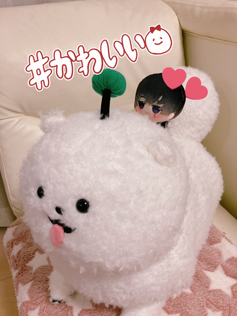 しゅうまいぬい可愛すぎます🥰