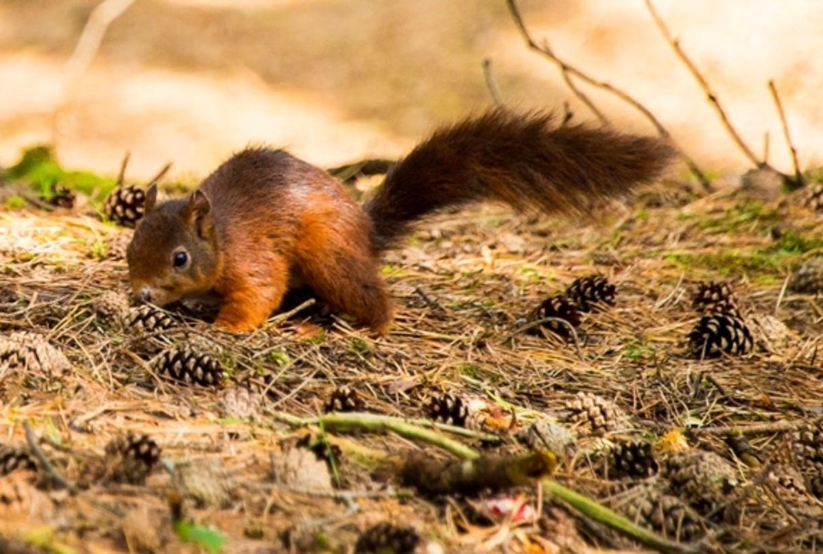 Liverpool Tourist Information (@liverpooltic) on Twitter photo Go nuts for nature this Summer!๐ฟ๏ธ
Head to <a href="/seftoncouncil/">Sefton Council</a> #Formby and spot red squirrels in the pinewoods!
๐ฒ FREE day out & wildlife watching - perfect for all ages! visitsouthport.com/listing/formbyโฆ
#AugustAdventures #Sefton Go nuts for nature this Summer!๐ฟ๏ธ
Head to <a href="/seftoncouncil/">Sefton Council</a> #Formby and spot red squirrels in the pinewoods!
๐ฒ FREE day out & wildlife watching - perfect for all ages! visitsouthport.com/listing/formbyโฆ
#AugustAdventures #Sefton