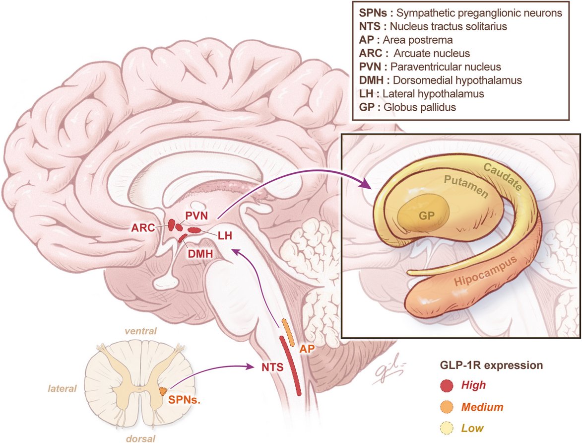 New review explores the expanding role of the GLP-1 receptor in neurotherapeutics; "From metabolism to mind"; #Parkinsons, #Alzheimers, #MultipleSclerosis, #ALS &amp; Friedreich ataxia all get mentioned
neurotherapeuticsjournal.org/article/S1878-…