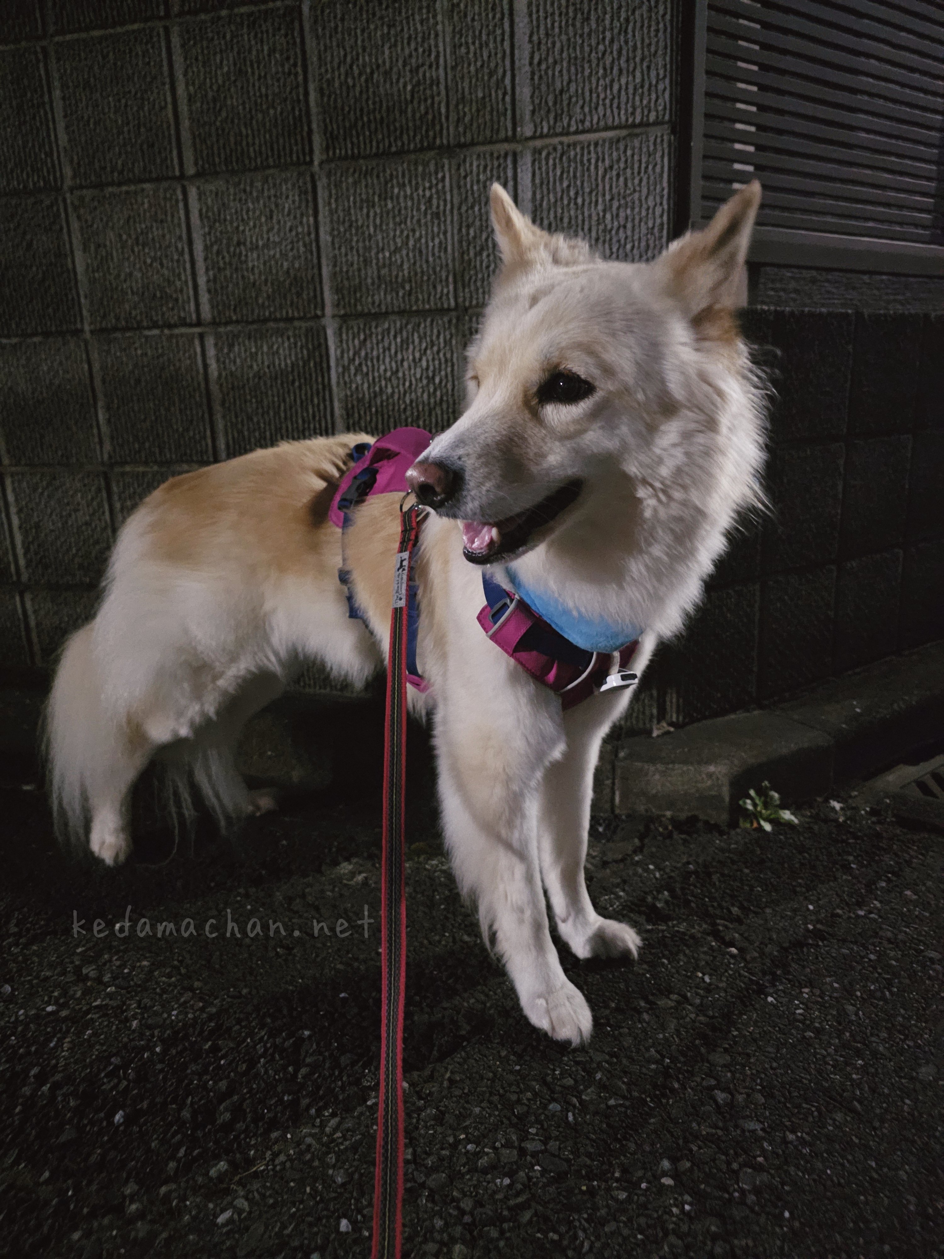 雑種犬つるちゃん🐶と猫🐱🐱 on X: 