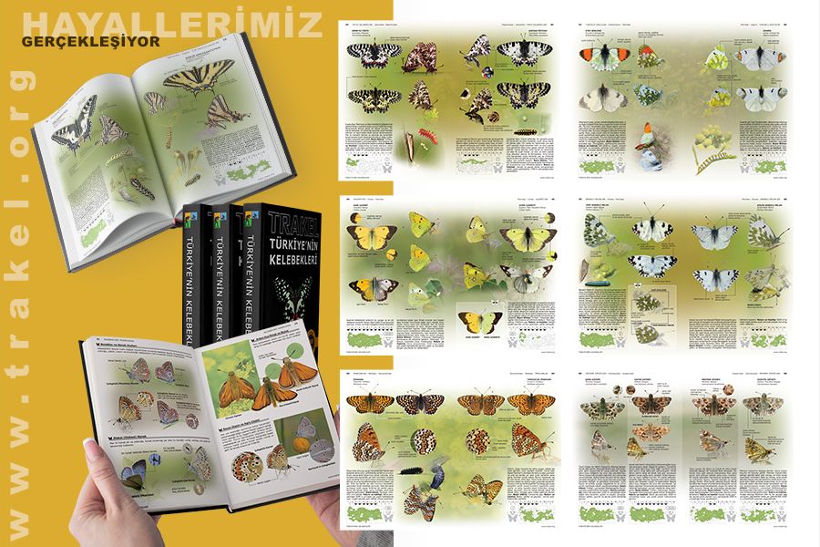 Vardı bir hayalimiz.
Ve o hayallerimiz gerçekleşiyor. 
4 aydır çalışıyoruz. Umarız seneye raflardayız. <a href="/OrgTrakel/">Trakel.org / Türkiye'nin Anonim Kelebekleri</a> <a href="/Trakus_org/">trakus.org / Türkiye'nin Anonim Kuşları</a> 
trakel.org/kelebekler/?fs…
