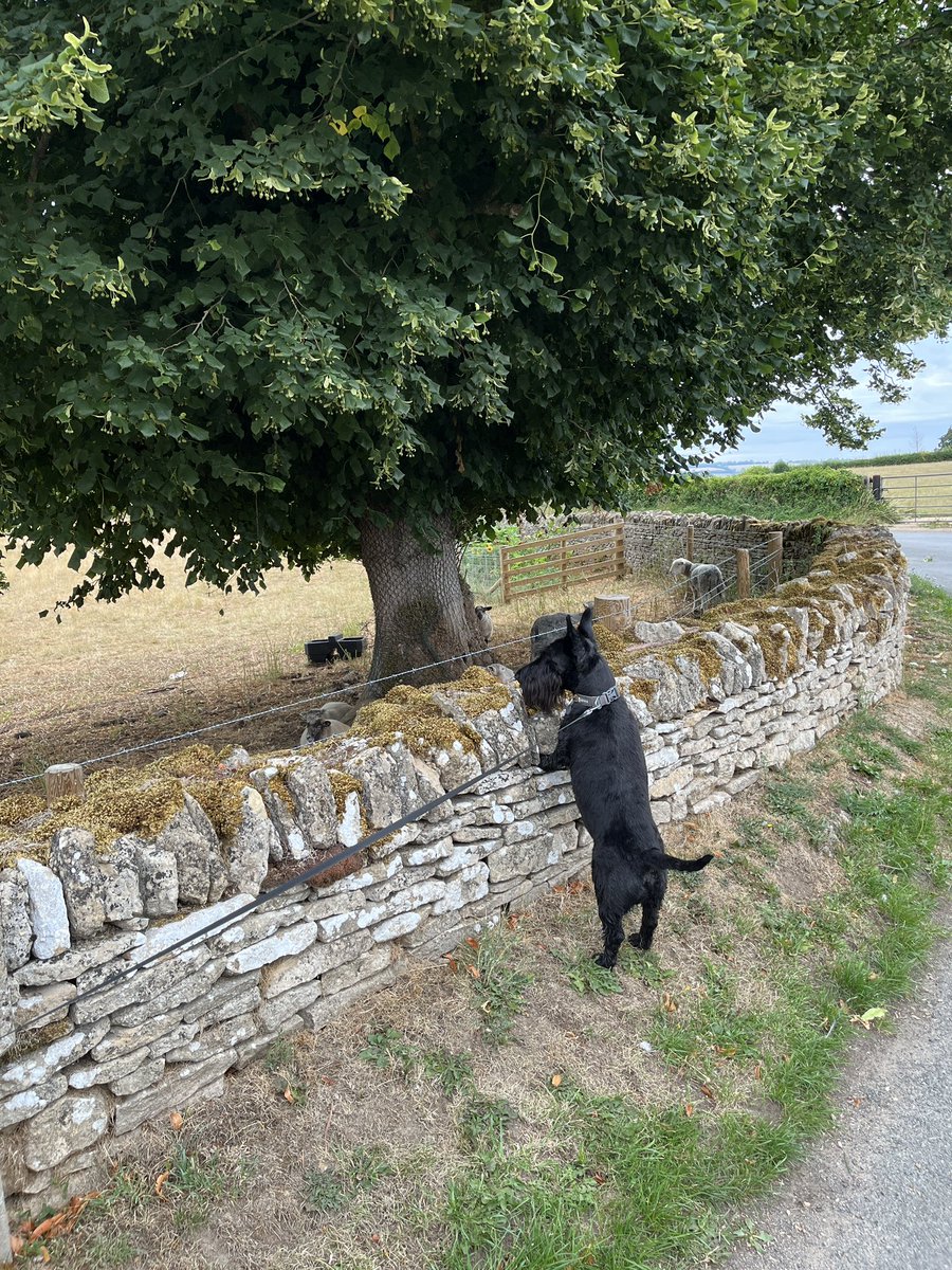 File under: places that feel like a warm hug #cotswolds #mustvisit