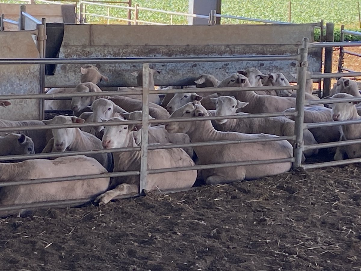 White Suffolk rams not too stressed about being put under the microscope for classing and sale cataloging today. A very chilled group