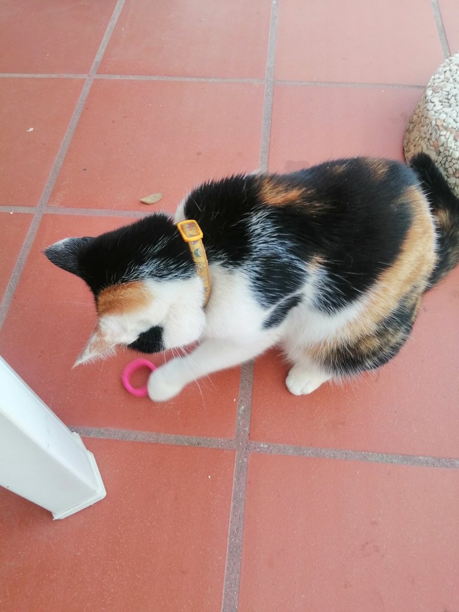 Nateirrites's tweet image. E tenho uma gata. #SOSana