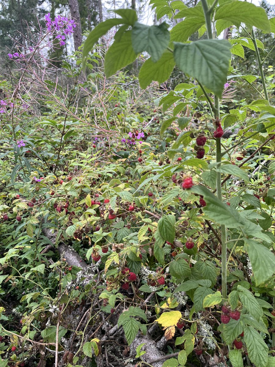 Hyggen är populäraste stället att plocka vildhallon. 
Men plockade idag i naturreservat där alla granarna i stora områden är döda pga barkborre . Gott om stora bär!