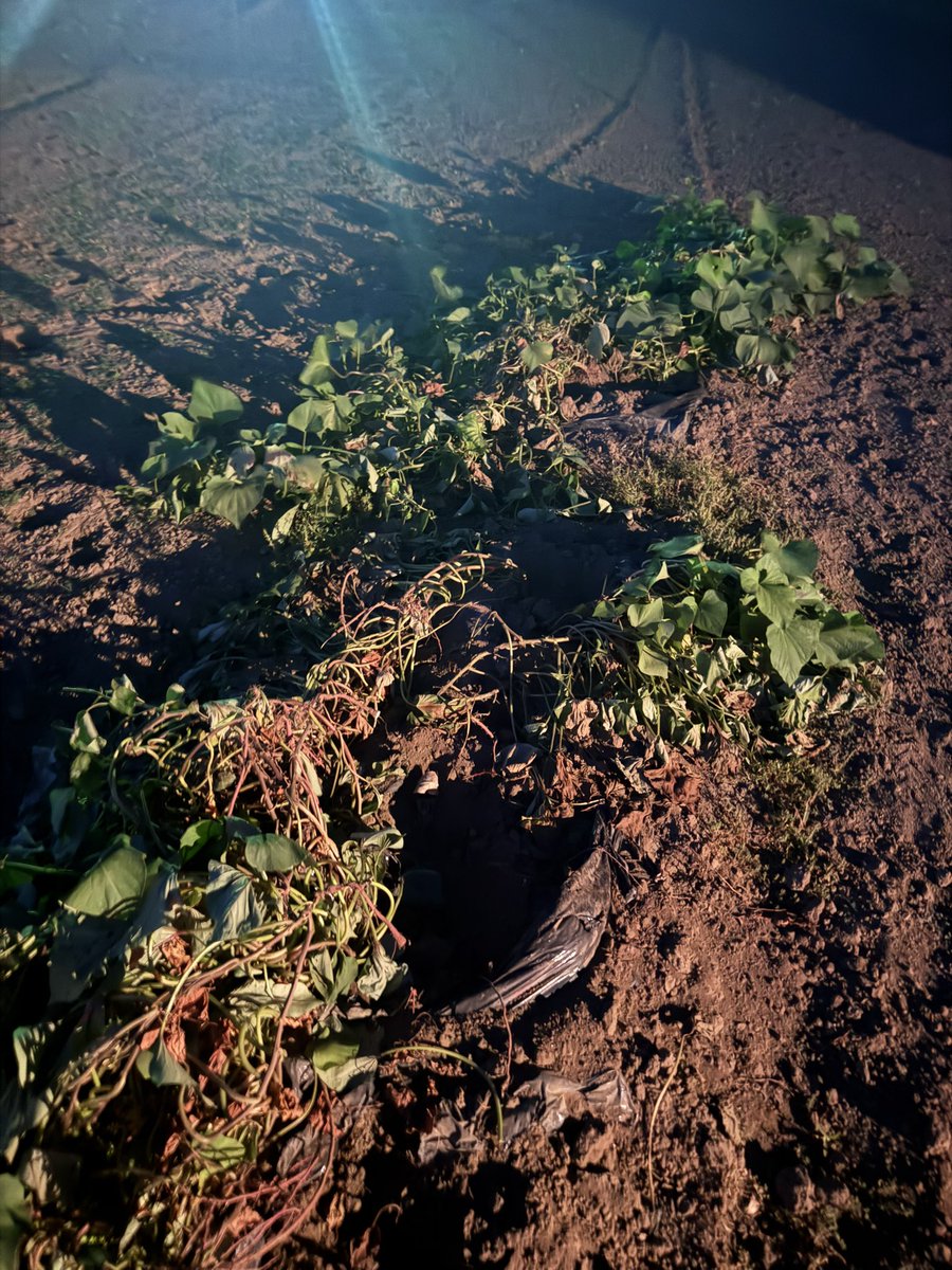 イノシシ🐗にやられた。