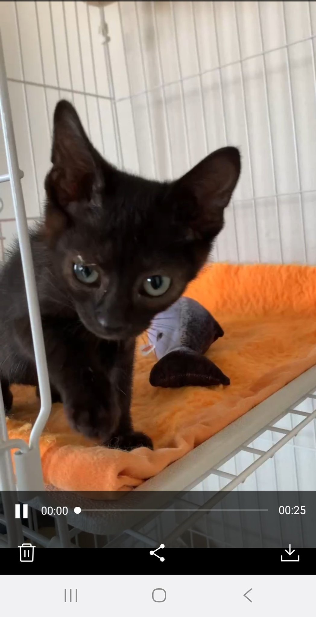 ねこ SAKURAYAMA サクラヤマ レザー 折り財布 L字ファスナー ちびねこ