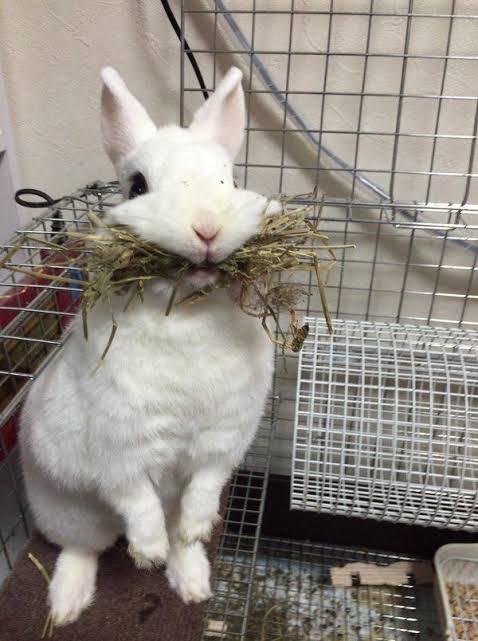 お店のインスタでインスタライブやお得な情報発信してるのでぜひフォローしてねん🐇