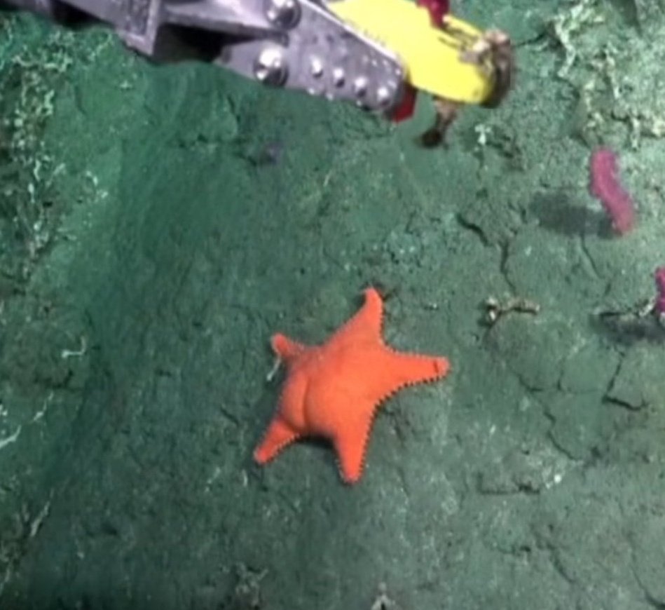 jowifromdablock's tweet image. La próxima vez que estés re pasado durmiendo en culo pensá que puede haber un marciano viendo un stream de su conicet diciendo "nooo, mirá a ese humano culón jjjsjjjs"