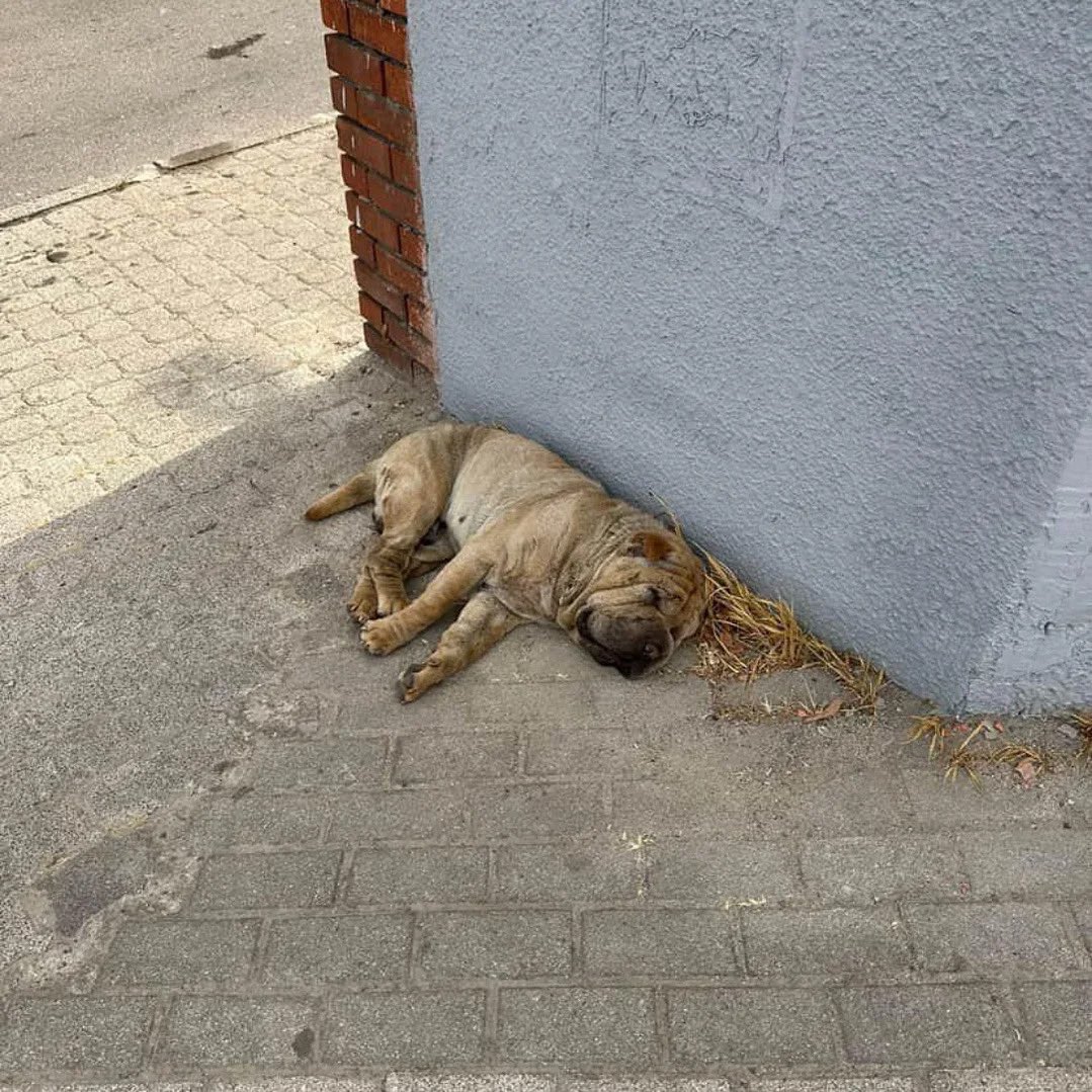 Shar Pei cinsi köpek sokakta yaşıyor ve perişan halde. Acil geçici ya da kalıcı yuva arıyoruz #istanbul sancaktepe 

İnstagram @sancaktepepatileri

#SokakHayvanlarıSahipsizDeğil