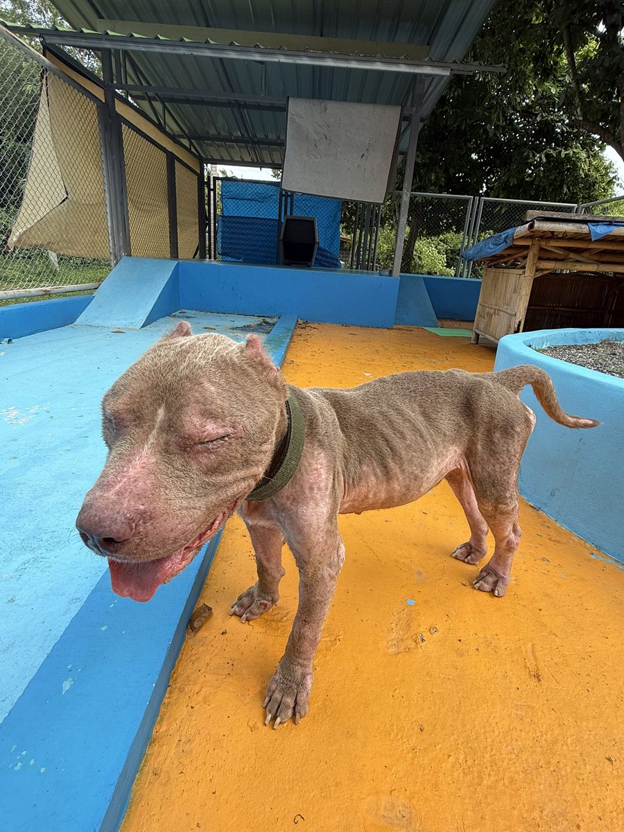 7 weeks ago Maximus arrived to us in agony. He had been living on a short chain and was totally neglected and sick. 

It’s hard to believe what he is like today. 

He was also getting some very good news… (1/7) 🧵
