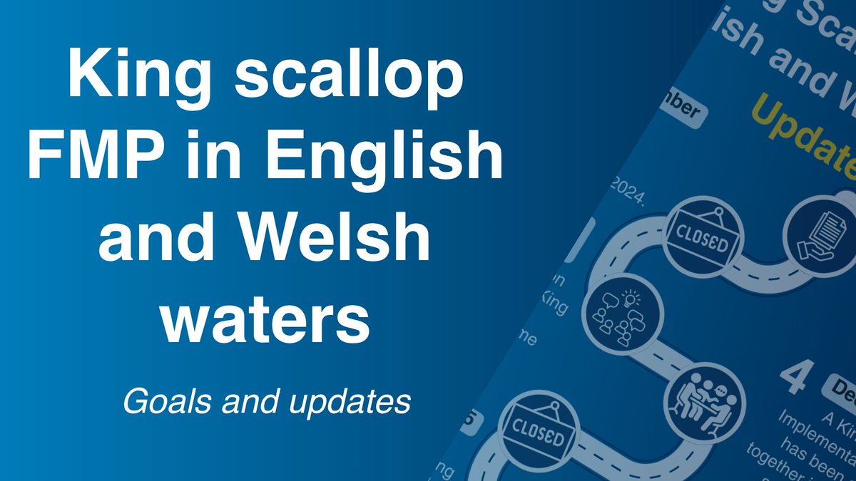 🔦 Spotlight on the King scallop FMP

New from MMO:  infographics &amp; video explain goals, progress &amp; next steps.  

💡Watch now &amp; explore updates: bit.ly/4lQCSl7