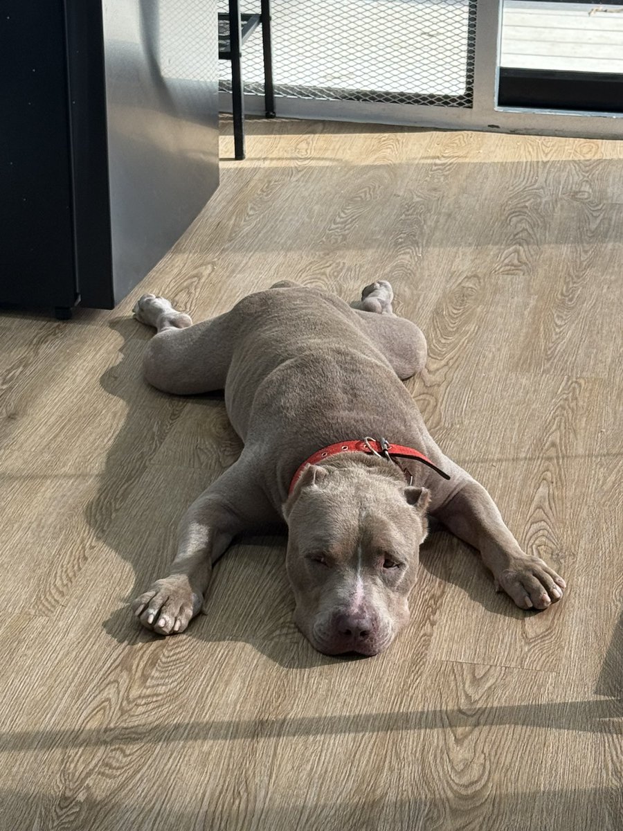 More of Maximus and his new plans on my insta today…

instagram.com/niall.harbison

A follow there helps me and the dogs so much 🥰🙏