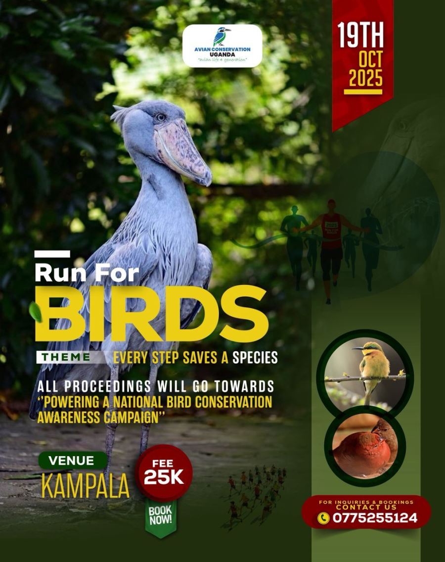Samuel (@samuelkeeya1) on Twitter photo Get ready for the "Run for Birds" race organised by Avian Conservation Uganda. Checkout our article for more info........
responsibletourismcompany.com/enhancing-ugan…
<a href="/Mamerito/">Mamerito Ssenfuma 🇺🇬</a> <a href="/acus_uganda/">Avian Conservation Uganda</a> <a href="/RespTourismUG/">RespTourismUG</a> Get ready for the "Run for Birds" race organised by Avian Conservation Uganda. Checkout our article for more info........
responsibletourismcompany.com/enhancing-ugan…
<a href="/Mamerito/">Mamerito Ssenfuma 🇺🇬</a> <a href="/acus_uganda/">Avian Conservation Uganda</a> <a href="/RespTourismUG/">RespTourismUG</a>