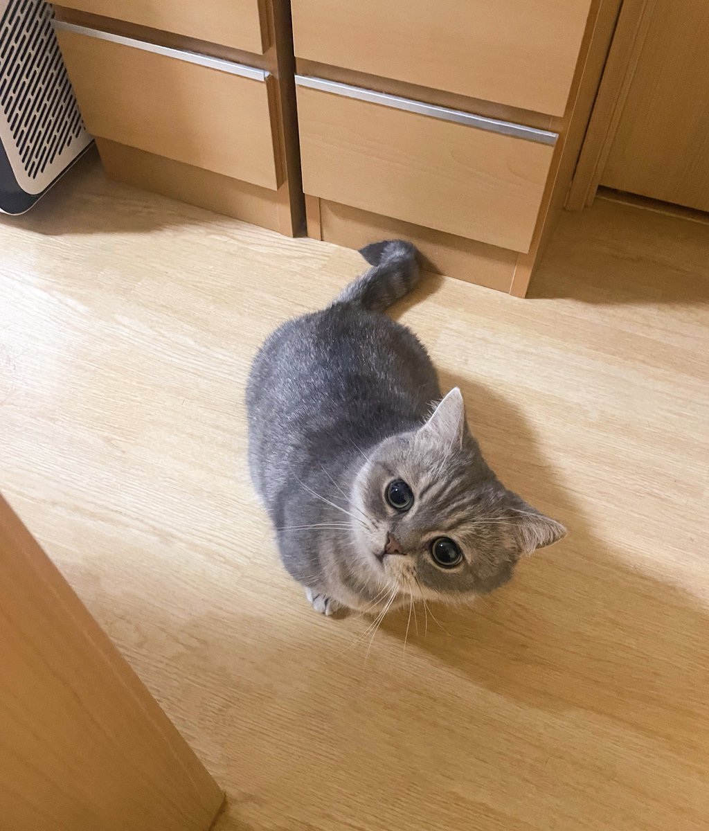 夜ご飯作ってたら、うみゃうみゃしながら覗きにきた( ˊᵕˋ )
#猫のいる暮らし