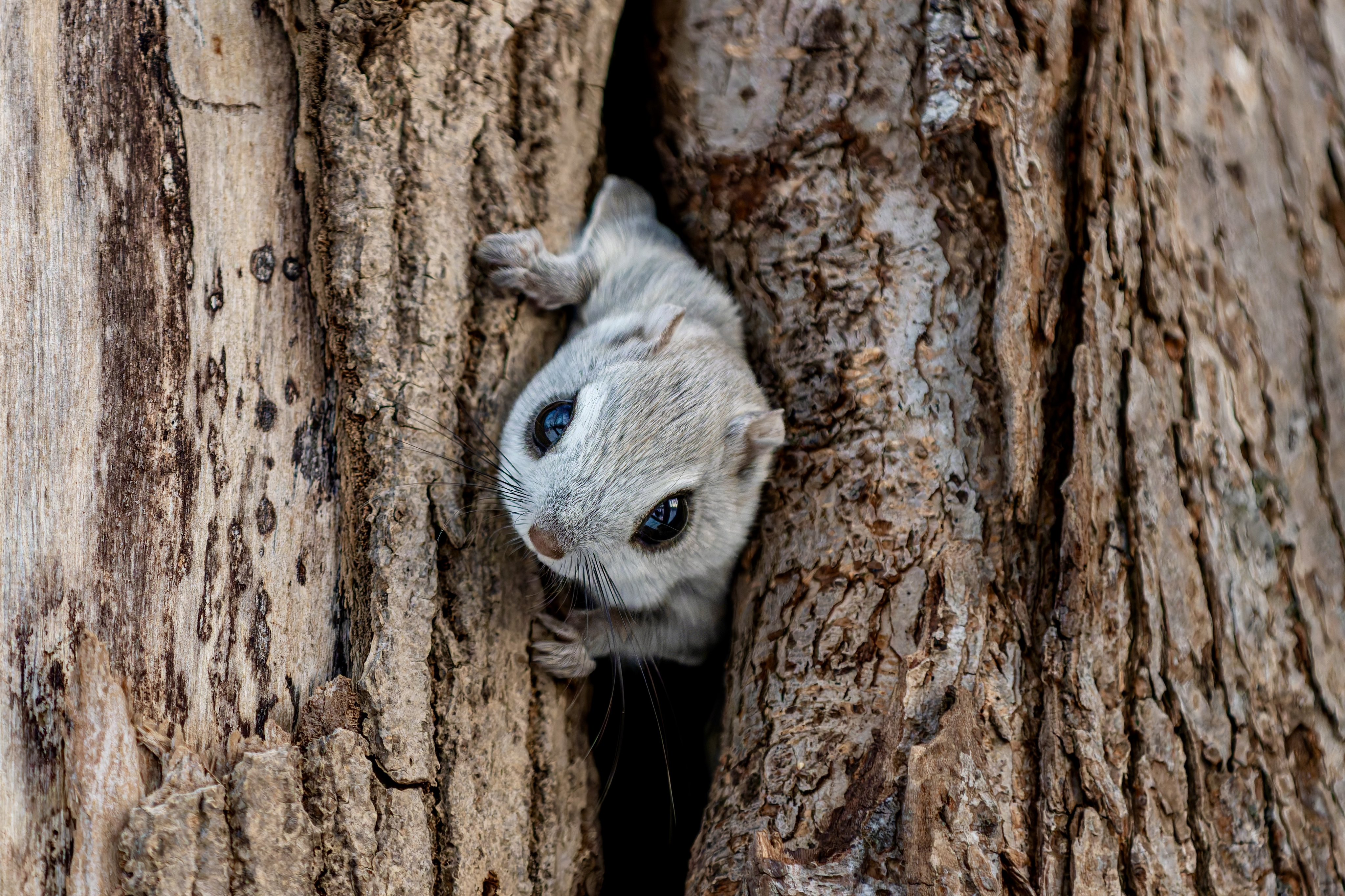 じゅんじゅんです(*^^*) 1979 Datsun 280ZX 5-Speed for sale on BaT Auctions - closed