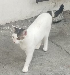 #PERDIDO  #DURAN
Nombre: #ROMEO
Fecha: 25/05/25
Sector: Centro, Cdla. Abel Gilbert 3 Mz. A5
Sexo: Macho
Raza: Mestizo
Obsv.: Mancha en cabeza y cola así mismo solo que un pedazo pequeño de cola tenía blanco y el resto manchado romano
Contacto: 0962715072
#AlertaMePerdí