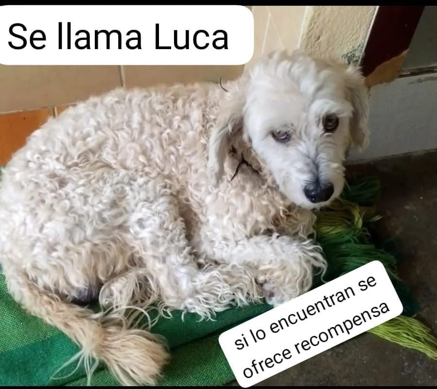#PERDIDO #PLAYAS
Nombre: #LUCA
Fecha: 04/03/25
Sector: Norte, El cuarenta por la hielera
Sexo: Macho
Raza: French
Obsv.: Patas delanteras deforme de nacimiento, collar sin placa
Contacto: 0984000506
SE OFRECE RECOMPENSA
¡Ayúdalo a volver con su familia!
#AlertaMePerdí