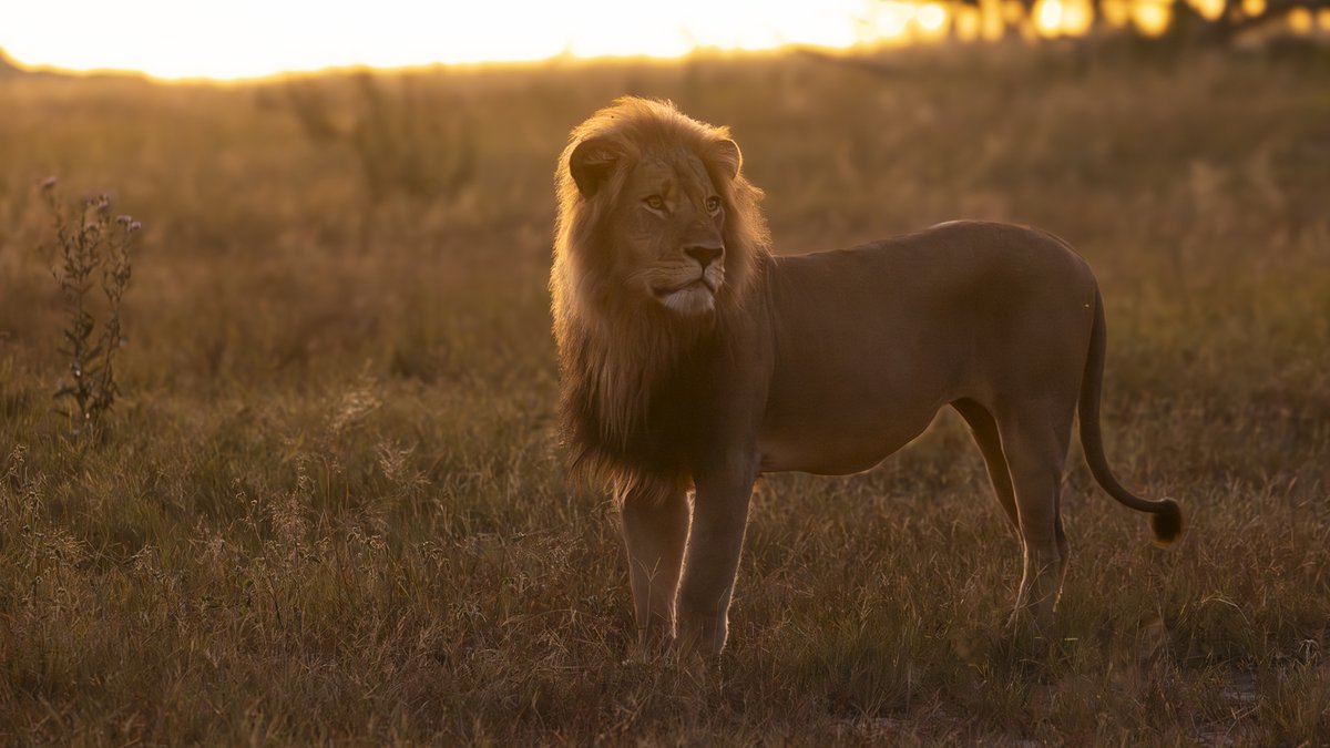 BornFreeFDN's tweet image. Did Cecil’s death really change nothing? 😢

10 years on and another male lion has been shot dead by trophy hunters, lured from a National Park, and leaving 10 cubs fatherless.

Read more 👉 bit.ly/4oegMLd

📷: @SearchingForSpots
