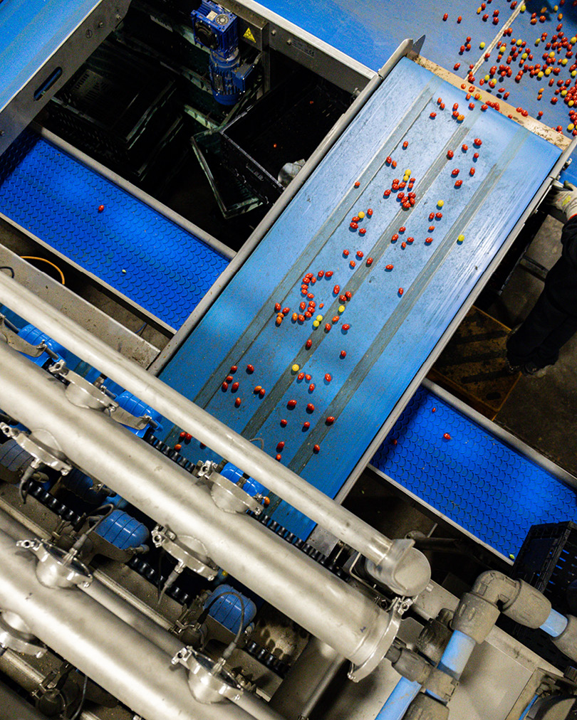 GPGraders's tweet image. Tiny toms, cherry tomatoes, mini roma’s... doesn’t matter which ‘snack’ tomatoes you’re growing, we can help get the most out of your harvest and packout.
--
#snacktomatosorting #defectdetection #superiorsortingtechnology #gpVision #VisionSorting