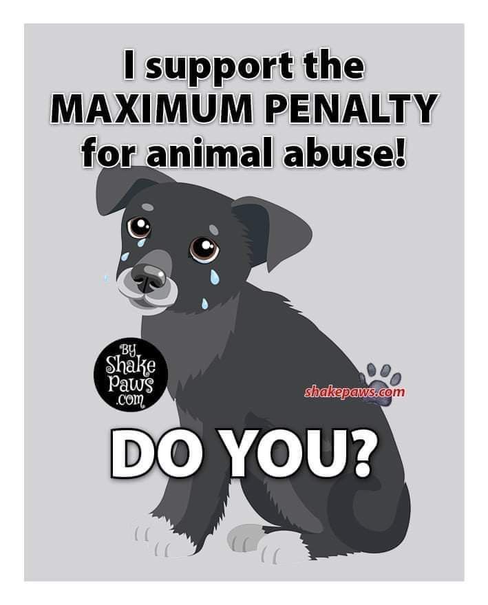 Beyond The Leash (@beyond_theleash) on Twitter photo 