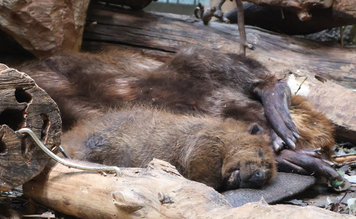 うえむー(飼育係) Amazon.co.jp: YKD チンチラ 天然バーチ材 柔軟な