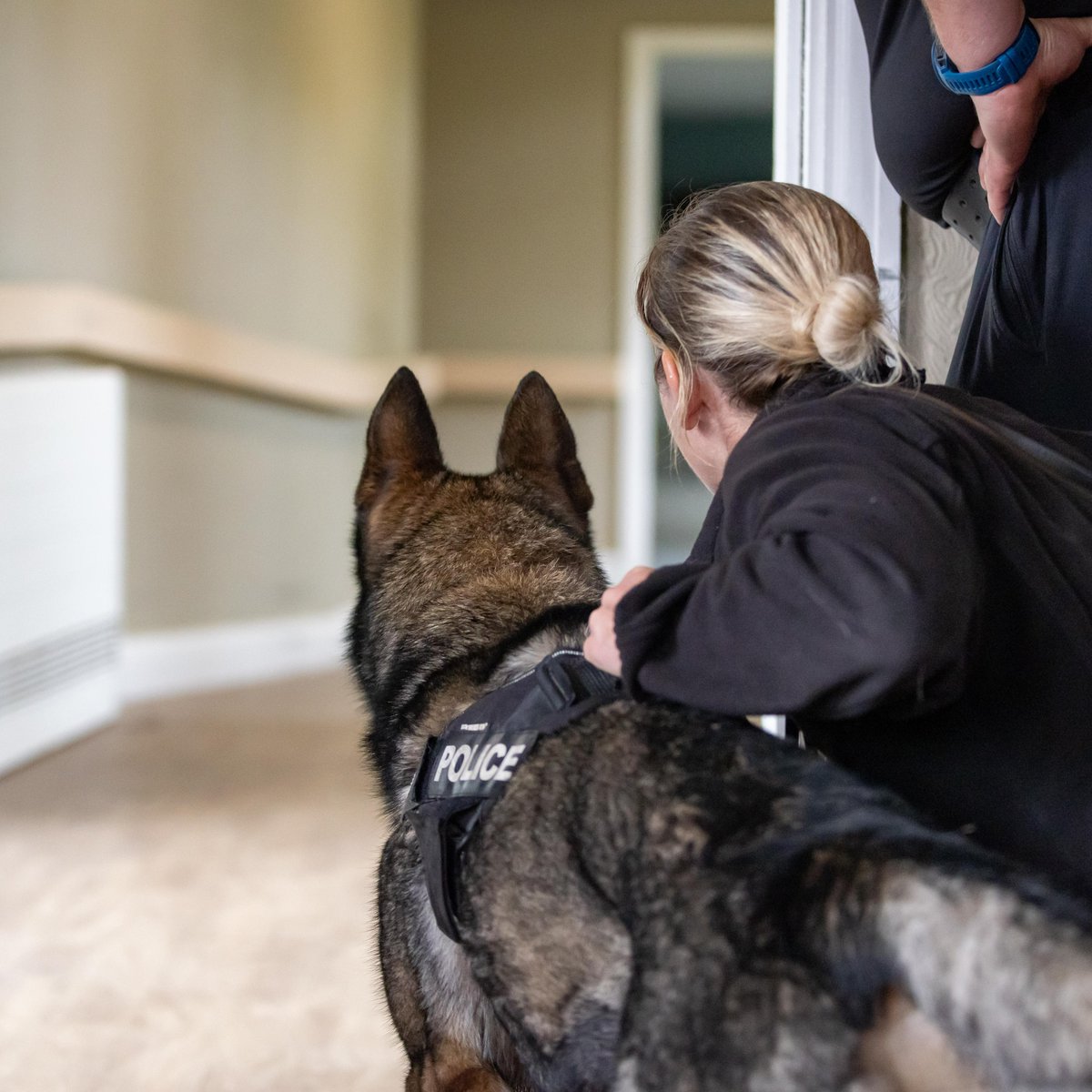 Merseyside Police (@merseypolice) on Twitter photo Today is a special day as PD Annie 🐶 will work her last ever shift, before her formal retirement next week.
Annie is 7-years-old and licenced as a General Purpose Dog for the force in December 2019. She then went one step further, becoming a Firearms Support Dog in January 2022 Today is a special day as PD Annie 🐶 will work her last ever shift, before her formal retirement next week.
Annie is 7-years-old and licenced as a General Purpose Dog for the force in December 2019. She then went one step further, becoming a Firearms Support Dog in January 2022