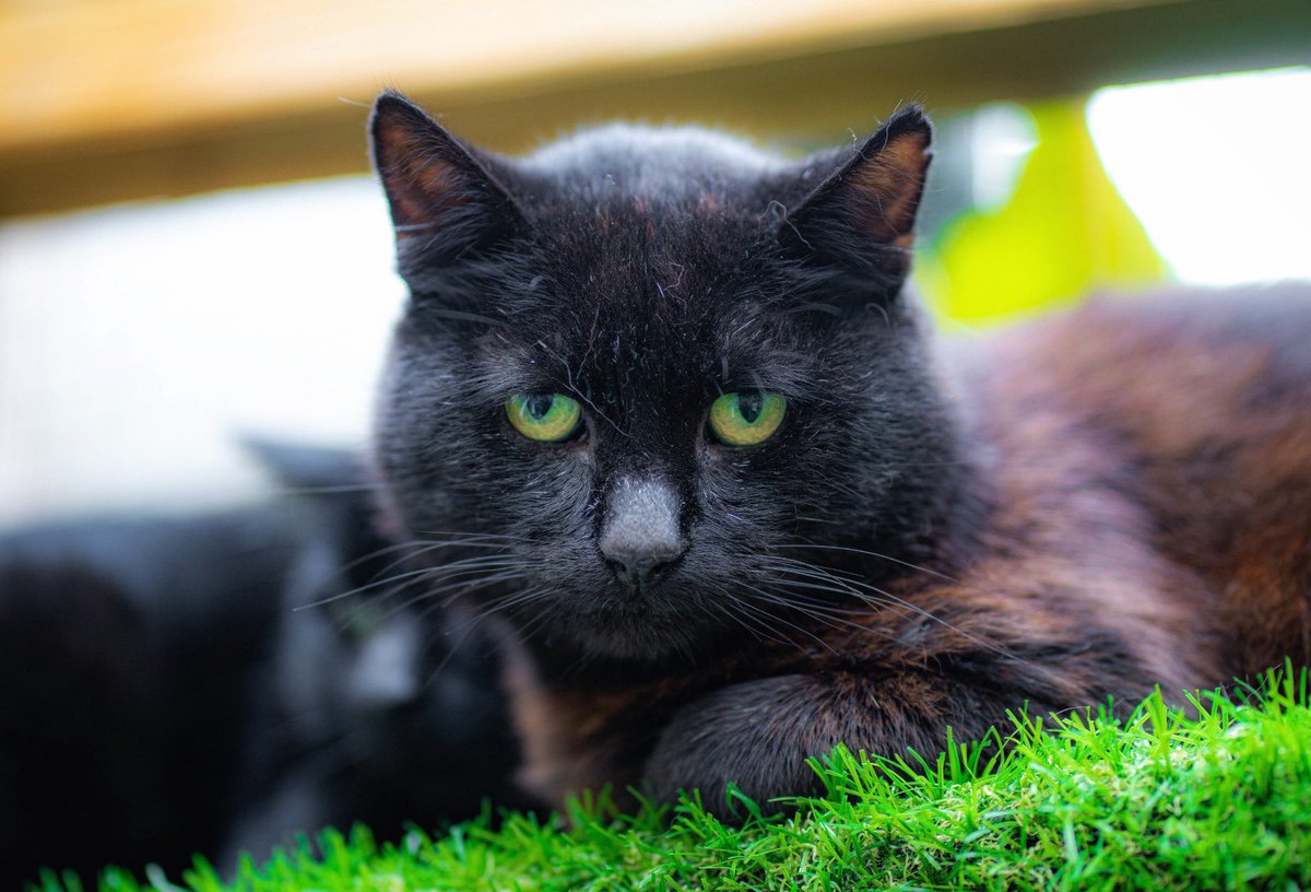 Our colony of ferals are now available to sponsor! 

florisfriendsrescue.org/sponsor/