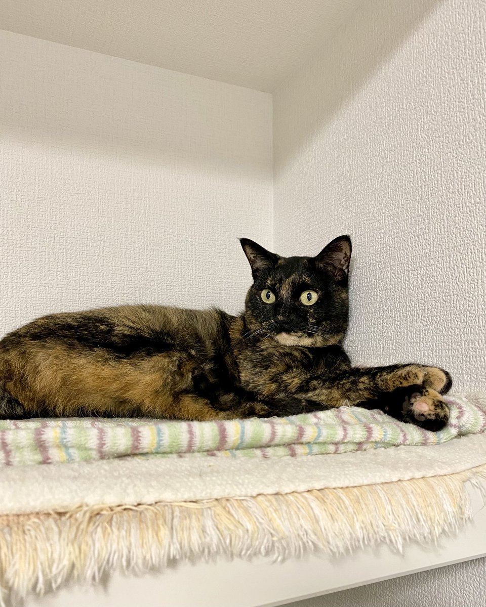 真は錆猫が好き JET SIN on X: