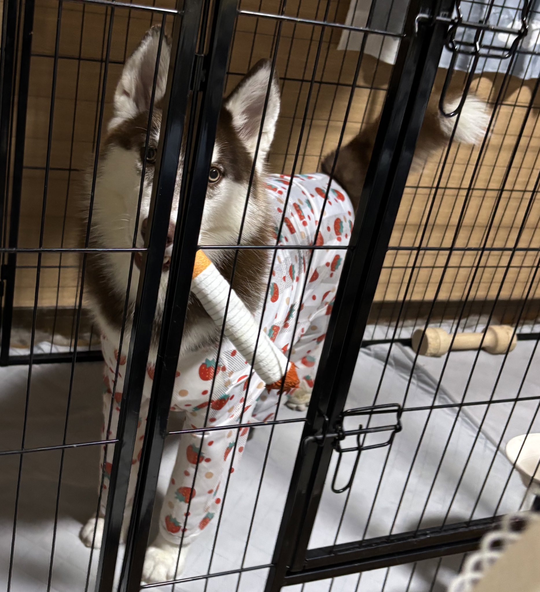 ☆早い者勝ち！ ♦︎セール中♦︎ 撮影用警察帽子 活動帽 撮影用】