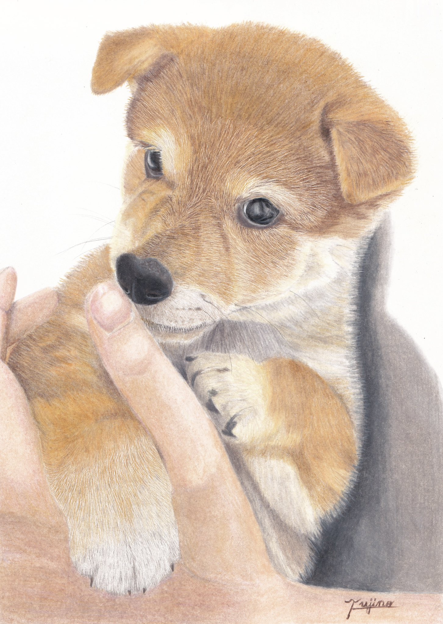 仔犬の色鉛筆画 柴犬子犬色鉛筆画｜Yahoo!フリマ（旧PayPayフリマ）