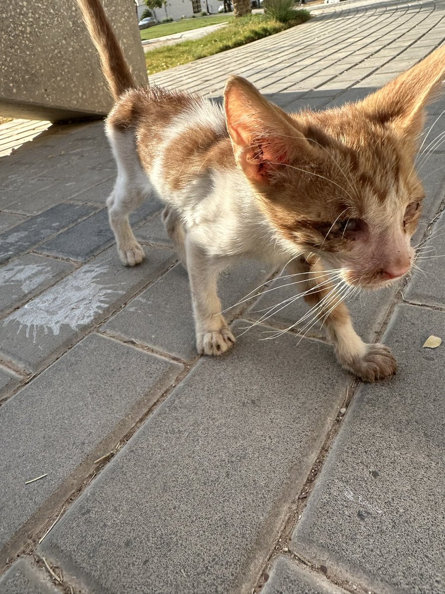 #انقاذ #قطط #الرياض 
السلام عليكم ورحمة الله وبركاته ، لقيت هذا القط الصغير في حديقة حي الياسمين- الرياض

القط عيونه الثنتين تعبانه مره ونحيف وبدون ام ويحتاج انقاذ عاجل

الموقع :
maps.app.goo.gl/Fvr23P9nkrThaf…