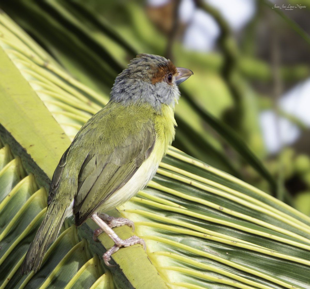 Este pajarito se va y viene al #ABIF, precisamente cuando empezamos a preocuparnos por su ausencia, escuchamos su canto y se deja ver por unos instantes. 
Modelo: Verderón Cejirrufo (Cyclarhis gujanensis)
#photo #photography #photographer #nikon