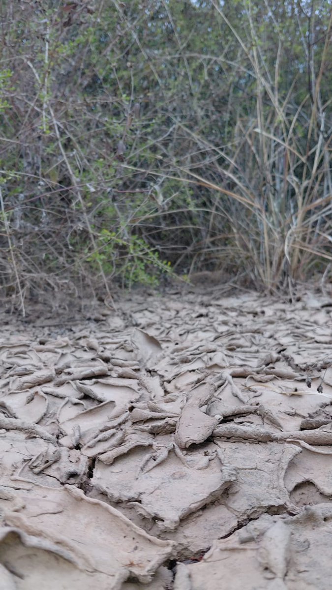 #Sequia 🥵?

Reclamos de pobladores de #IralaFernandez, los tajamares conservan aun aguas para el cultivo. Pero falta la lluvia desde hace un buen tiempo.

La imagen corresponde, zona de #ElEstribo 😯