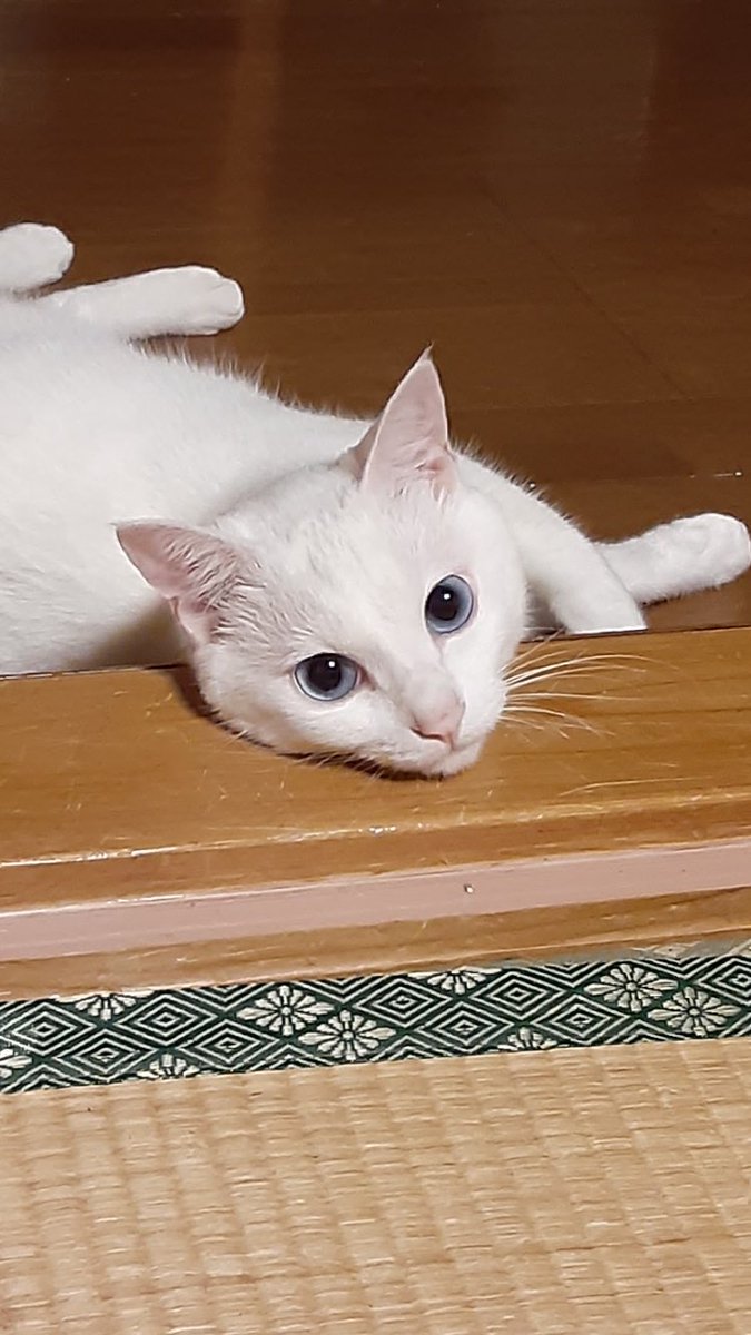 hanzoubentou's tweet image. みんなぁ🙋‍♂️  
ひさしんぶりにアップした🌟
今日も暑かったなぁ🥵💦☀️
おからだお大事になぁ🏠🐣
#健康第一 #健康家族 #猫の居る暮らし