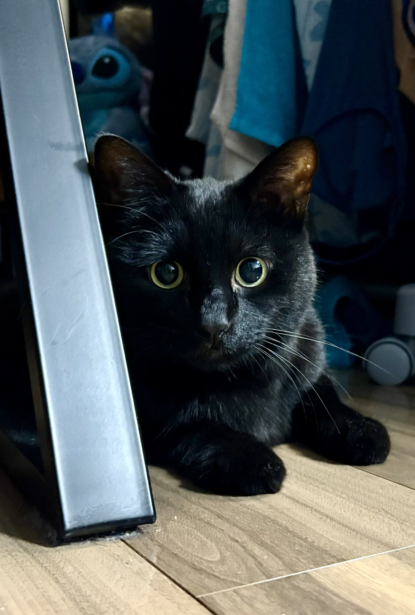 ねこ 楽天市場】【送料無料】 necono 猫 首輪 『 Karen - silver bell