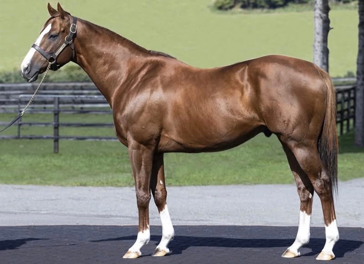 I think about Chrome a lot. I’m sure he’s being well taken care of in Japan. 

I went to the inaugural running of The Pegasus to see him. And to Taylor Made a lot. 

I’ve never met a horse that had so much charisma! He was a horse of a lifetime for me. ⭐️