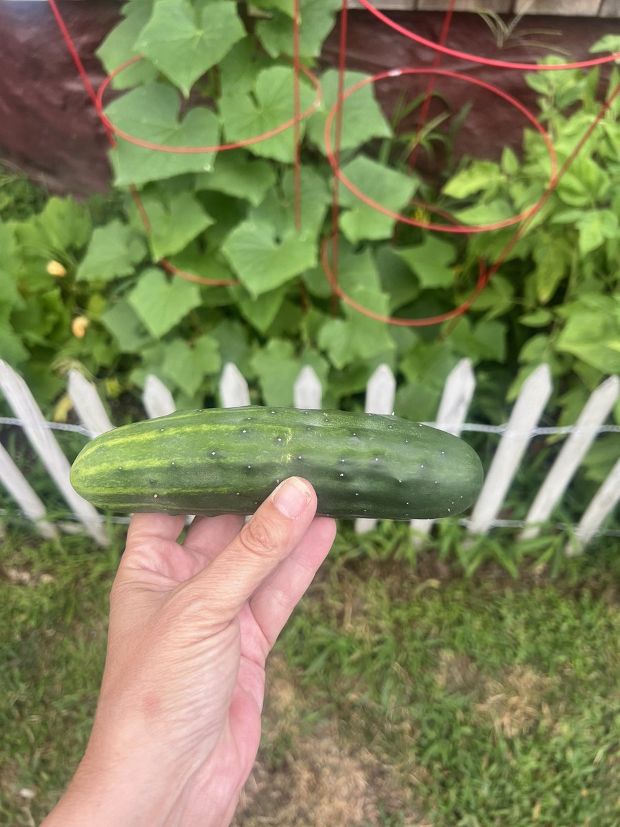 KellieADennis74's tweet image. First pick! 
#Cucumber 
#MyLittleGarden