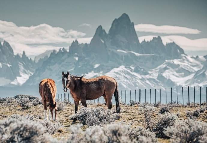 turisargentina's tweet photo. “Patagonia querida” 🐎🦙💙🇦🇷 
¿Cabe alguna duda que tenemos un país hermoso? 

Fotos de Celine Frers Photography https://t.co/HML6xrKEJu
