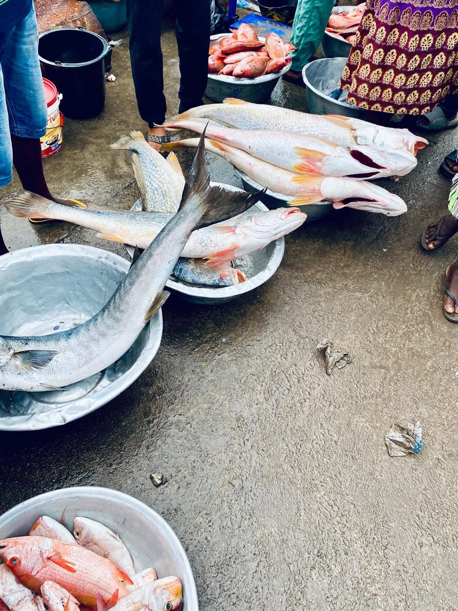 This morning in Elmina, we stepped into the vibrant Mpoben Fish Market alive with colour, chatter, and the scent of the sea. More than a market, it’s a celebration of culture, resilience, and coastal life. Looking for authenticity? Elmina awaits. #ExperienceElmina #fishing