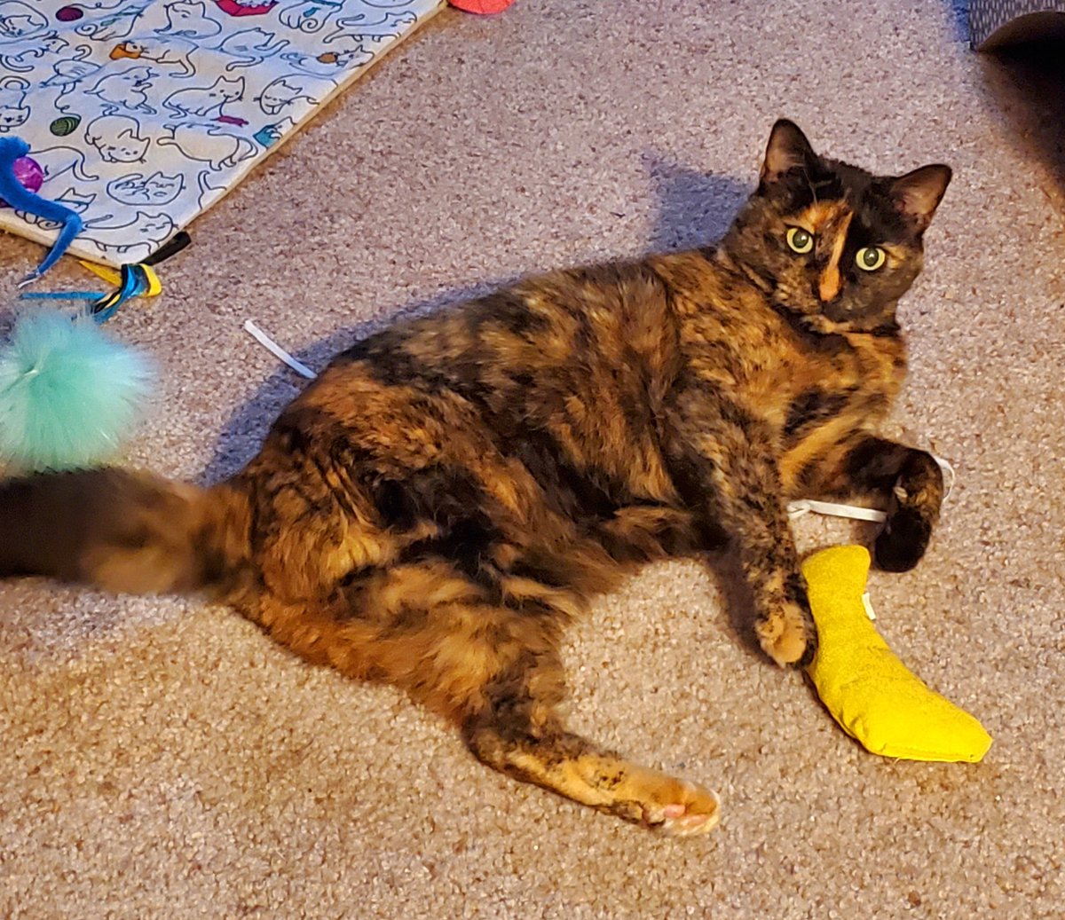 I lost my beautiful sweet Abby 2 yrs ago today. 😢 She was such a gift 🎁 to me. Being a tri-pod never slowed her down. She will always be in my ❤️. Grateful for the memories of how fun, loving &amp; silly she was.🐈‍⬛🐾💜🌈
#Abbykitty1 #CatsLover #cats #Rainbowbridge #CatsAreFamily